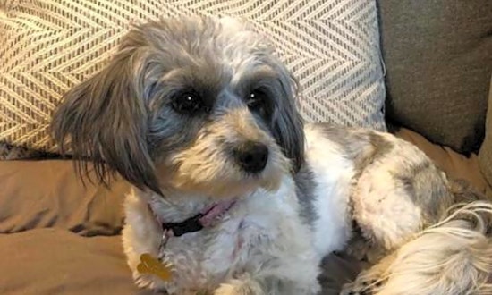 Want to adopt a pet? Here are 7 delightful doggies to adopt now in San Antonio