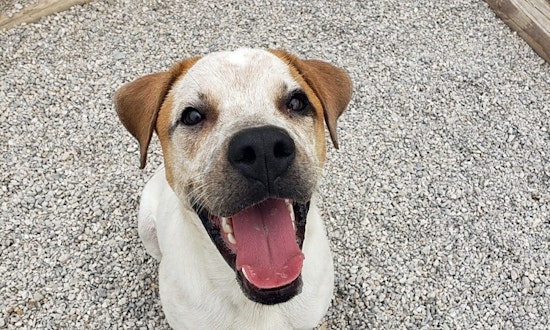 These Fort Worth-based dogs are up for adoption and in need of good homes