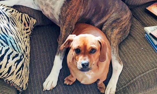 6 snuggly canines ready to adopt now in Denver