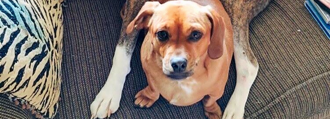 6 snuggly canines ready to adopt now in Denver