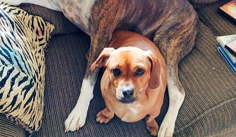 6 snuggly canines ready to adopt now in Denver