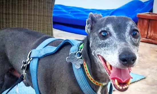 Want to adopt a pet? Here are 7 cuddly canines to adopt now in Las Vegas