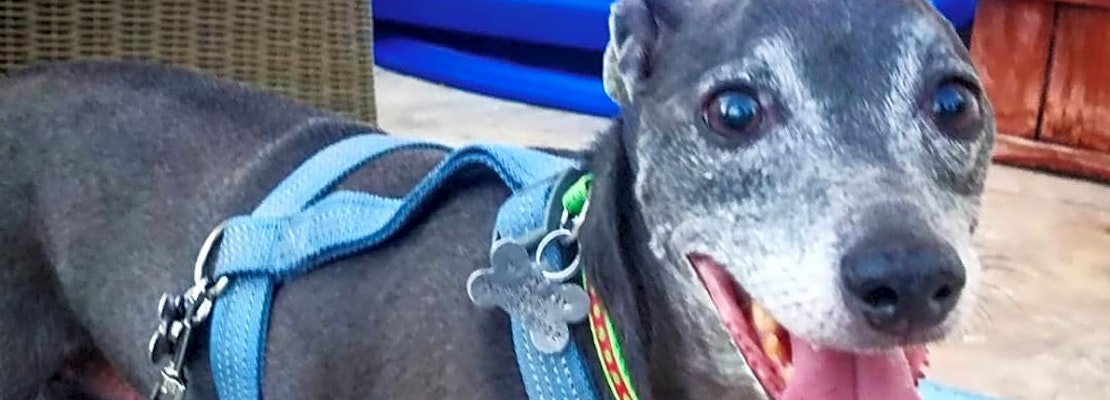 Want to adopt a pet? Here are 7 cuddly canines to adopt now in Las Vegas