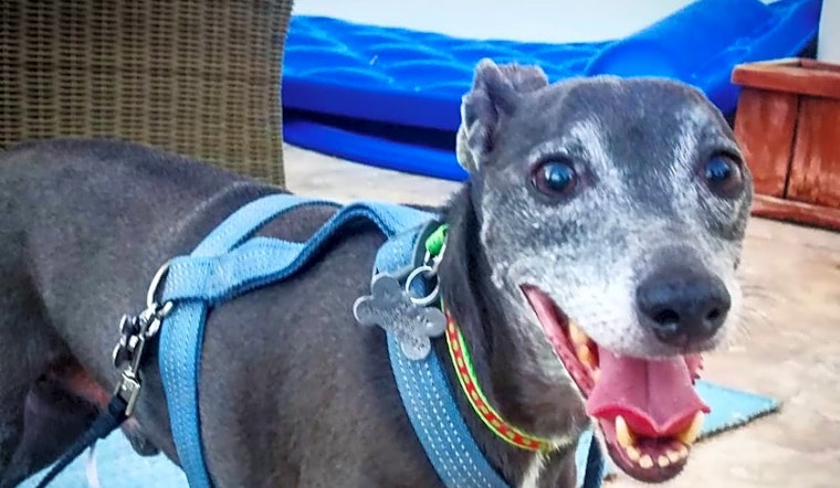 Want to adopt a pet? Here are 7 cuddly canines to adopt now in Las Vegas