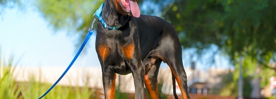 Want to adopt a pet? Here are 7 lovable pups to adopt now in Phoenix