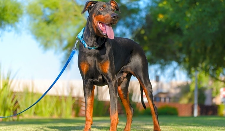 Want to adopt a pet? Here are 7 lovable pups to adopt now in Phoenix
