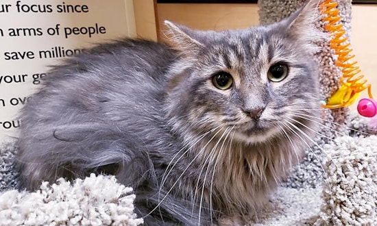 These Mesa-based kitties are up for adoption and in need of a good home