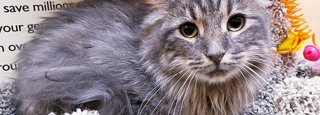 These Mesa-based kitties are up for adoption and in need of a good home
