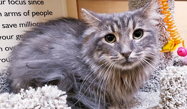 These Mesa-based kitties are up for adoption and in need of a good home
