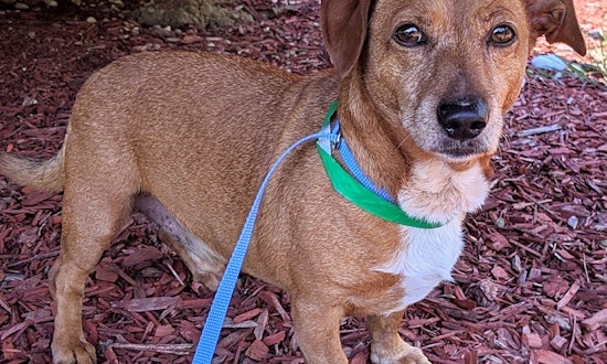 6 cuddly canines to adopt now in Los Angeles
