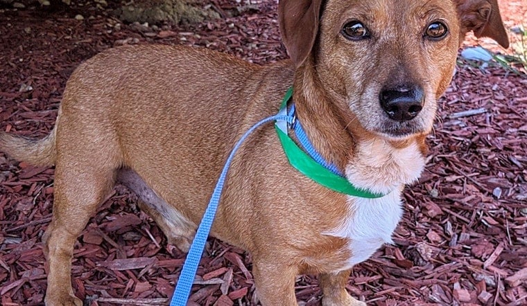 6 cuddly canines to adopt now in Los Angeles