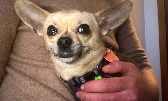 5 cuddly canines to adopt in San Francisco