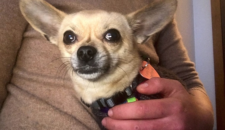 5 cuddly canines to adopt in San Francisco