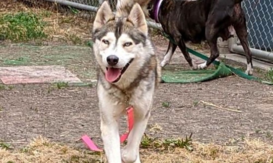 These Oakland-based dogs are up for adoption and in need of a good home