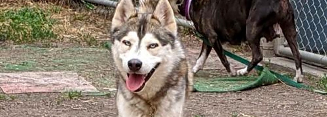 These Oakland-based dogs are up for adoption and in need of a good home