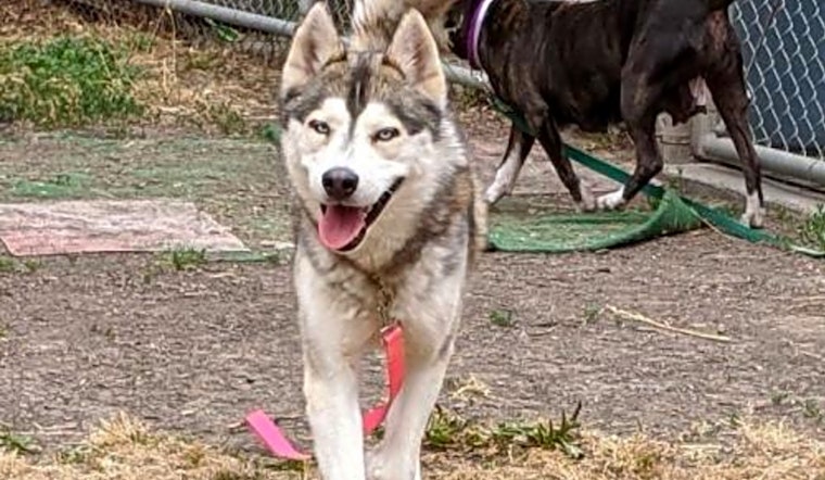 These Oakland-based dogs are up for adoption and in need of a good home