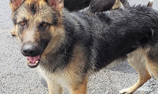 These Portland-based pups are up for adoption and in need of a good home
