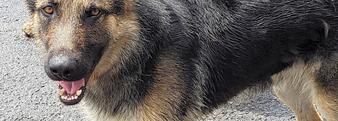 These Portland-based pups are up for adoption and in need of a good home