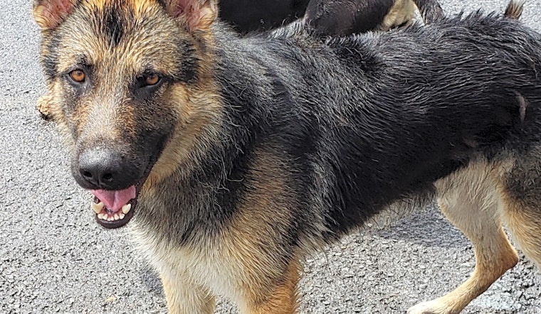 These Portland-based pups are up for adoption and in need of a good home