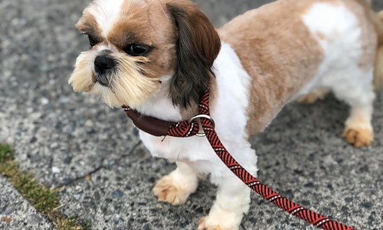 6 delightful doggies to adopt now in Seattle