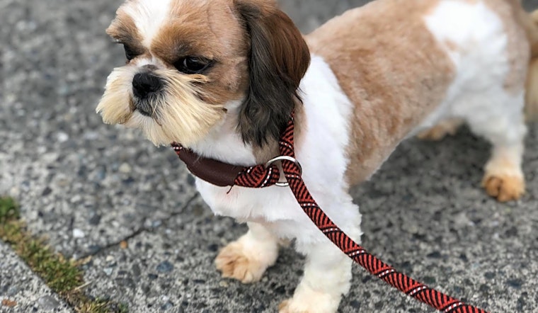 6 delightful doggies to adopt now in Seattle