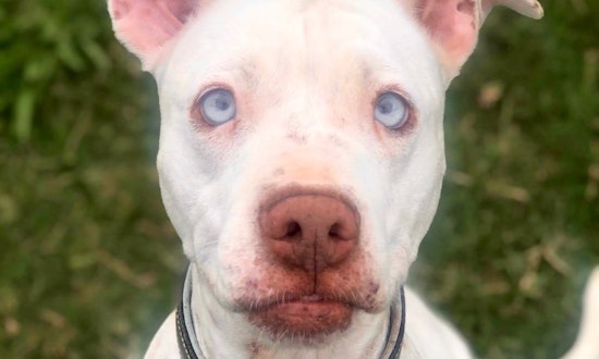 These Dallas-based pups are up for adoption and in need of good homes