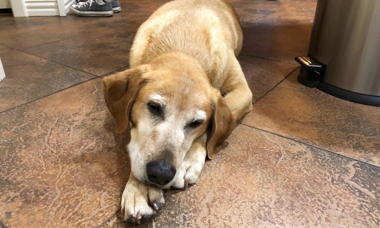 Always wanted a pet? Here are 6 lovable pups ready to adopt now in Plano