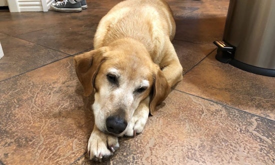 Always wanted a pet? Here are 6 lovable pups ready to adopt now in Plano