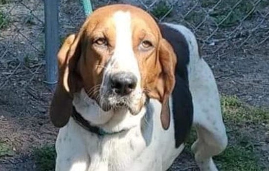 5 cuddly canines to adopt now in Tampa