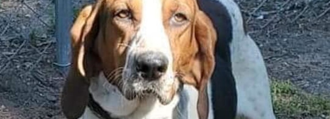 5 cuddly canines to adopt now in Tampa
