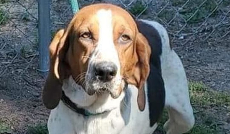 5 cuddly canines to adopt now in Tampa