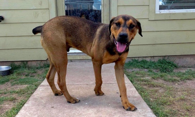 7 cuddly canines ready to adopt now in Austin
