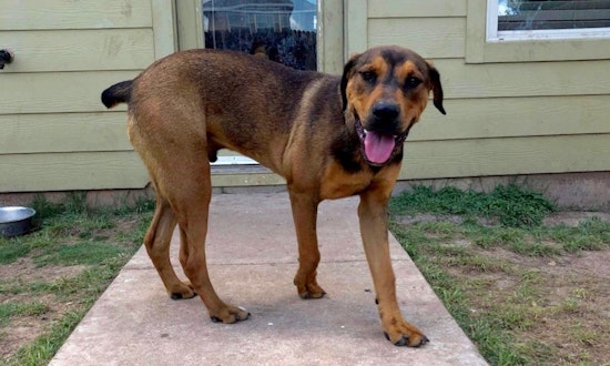 7 cuddly canines ready to adopt now in Austin
