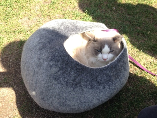 Scenes From First Caturday At Dolores Park