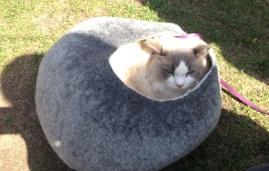 Scenes From First Caturday At Dolores Park