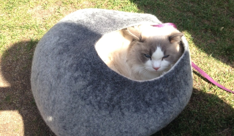 Scenes From First Caturday At Dolores Park