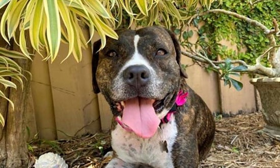 Want to adopt a pet? Here are 4 lovable pups to adopt now in Miami