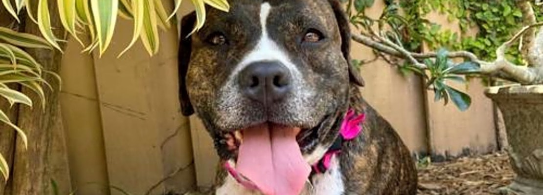Want to adopt a pet? Here are 4 lovable pups to adopt now in Miami