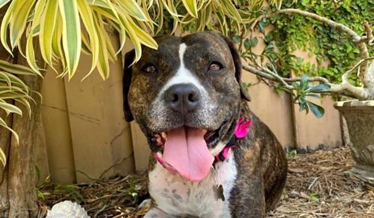 Want to adopt a pet? Here are 4 lovable pups to adopt now in Miami