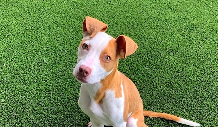 These Nashville-based doggies are up for adoption and in need of a good home