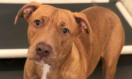 Looking to adopt a pet? Here are 5 lovable pups to adopt now in Atlanta
