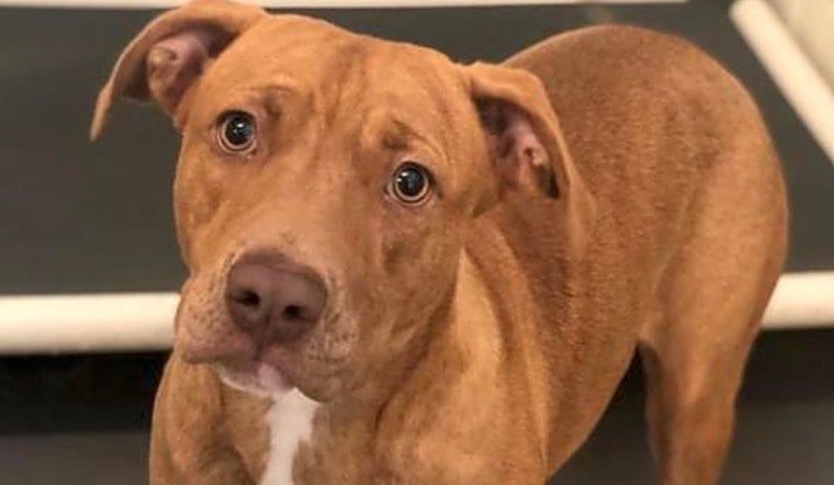 Looking to adopt a pet? Here are 5 lovable pups to adopt now in Atlanta