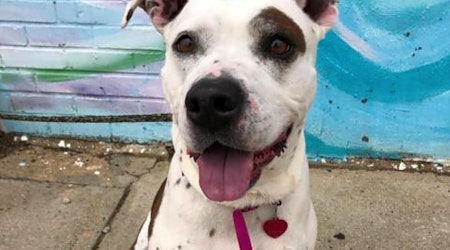 Want to adopt a pet? Here are 5 lovable pups to adopt now in Philadelphia
