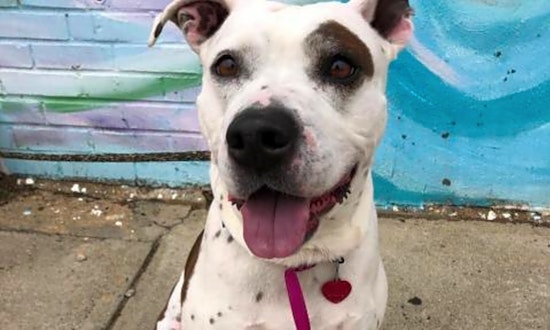 Want to adopt a pet? Here are 5 lovable pups to adopt now in Philadelphia