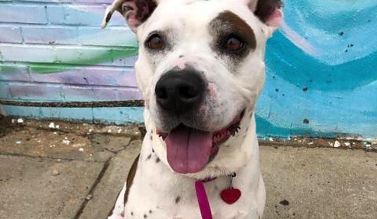 Want to adopt a pet? Here are 5 lovable pups to adopt now in Philadelphia