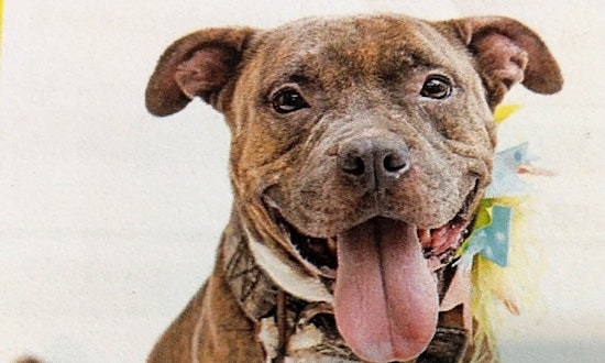 These Orlando-based pups are up for adoption and in need of a good home
