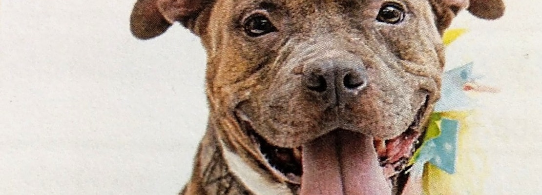 These Orlando-based pups are up for adoption and in need of a good home