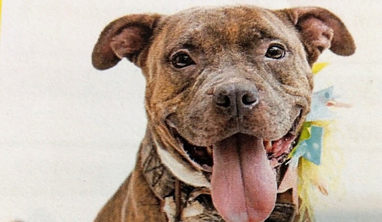 These Orlando-based pups are up for adoption and in need of a good home