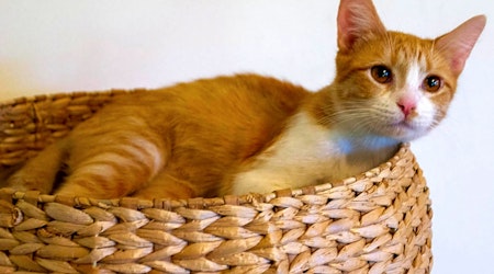 Looking to adopt a pet? Here are 6 lovable kitties to adopt now in Chicago