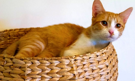Looking to adopt a pet? Here are 6 lovable kitties to adopt now in Chicago